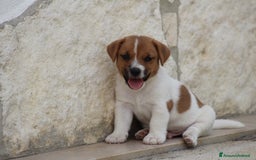 Jack Russell cani in vendita: JACK RUSSELL TERRIER a Provincia di Foggia - Immagine 3