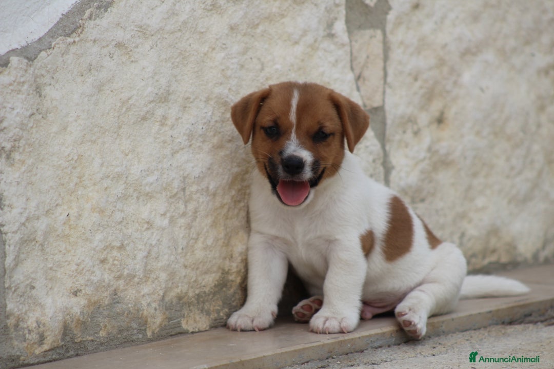 Jack Russell cani in vendita: JACK RUSSELL TERRIER a Provincia di Foggia - Immagine 3