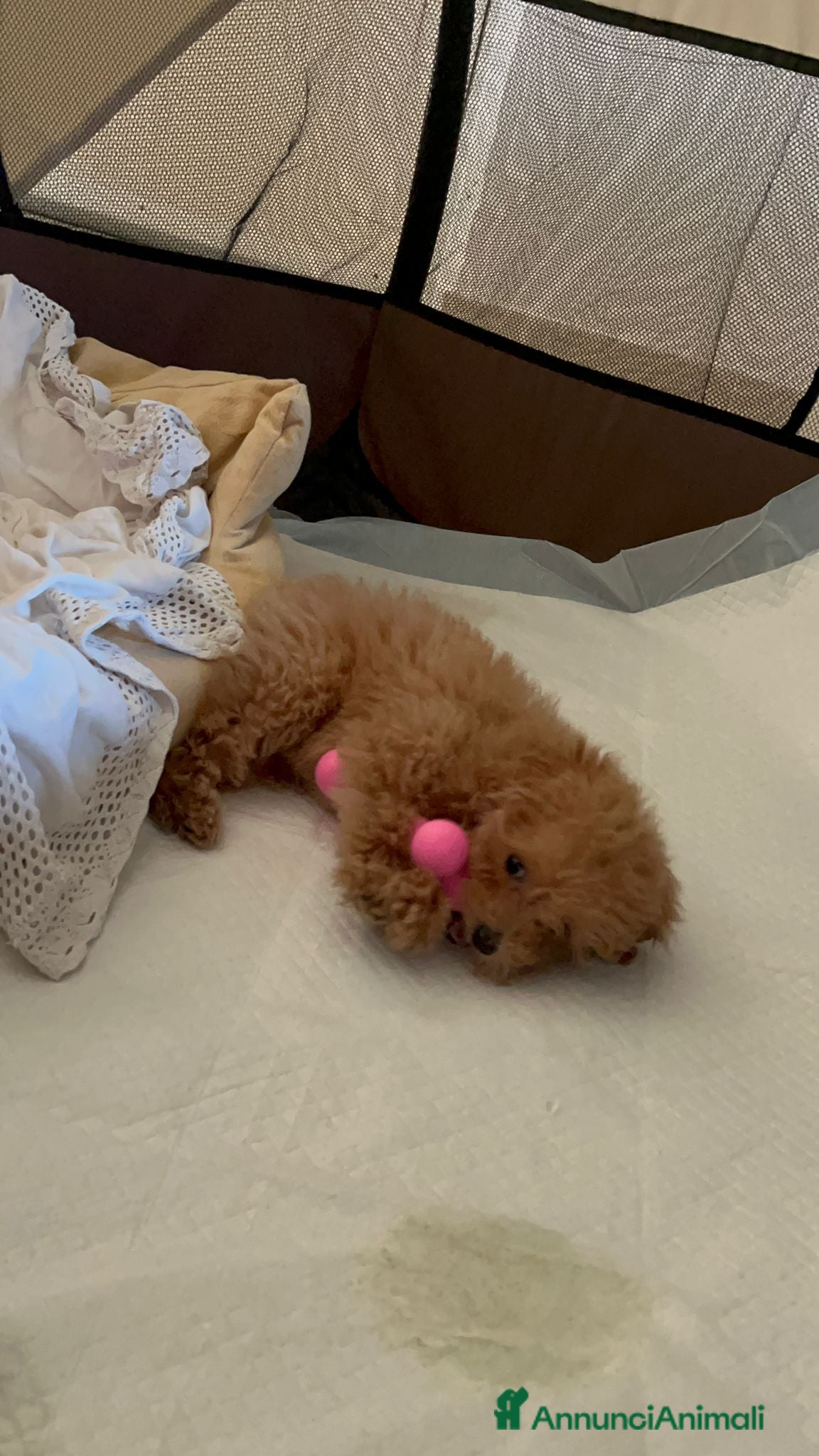 Barboncino Toy cani Barboncino Toy  - Annuncio 1