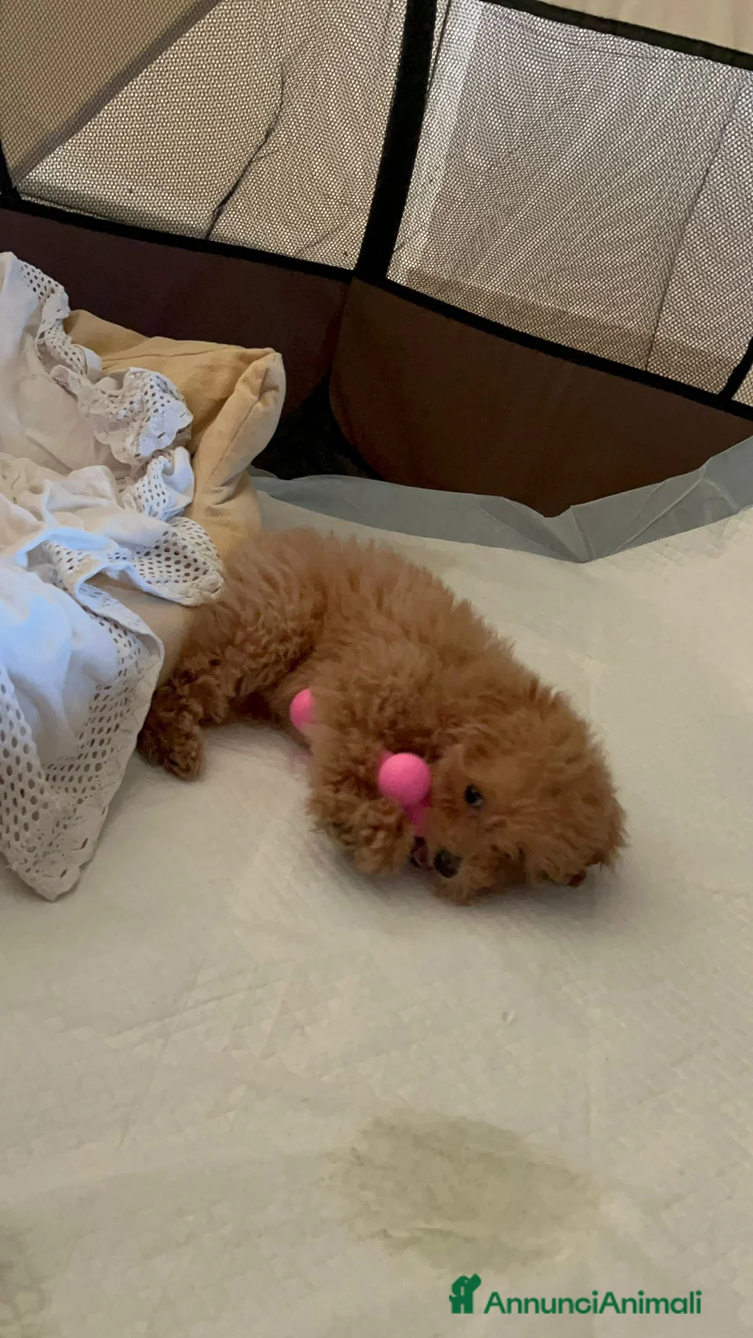 Barboncino Toy cani in vendita: Barboncino Toy  - Annuncio 1