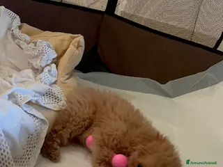 Barboncino Toy cani Barboncino Toy - Annuncio 1