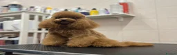 Barboncino Toy cani in vendita: Barboncino Toy fulvo cucciolo a Provincia di Bergamo - Annuncio 6