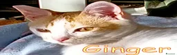 Europeo gatti in regalo:  GINGER E GELSOMINO GATTINI DOLCISSIMI - Annuncio 2
