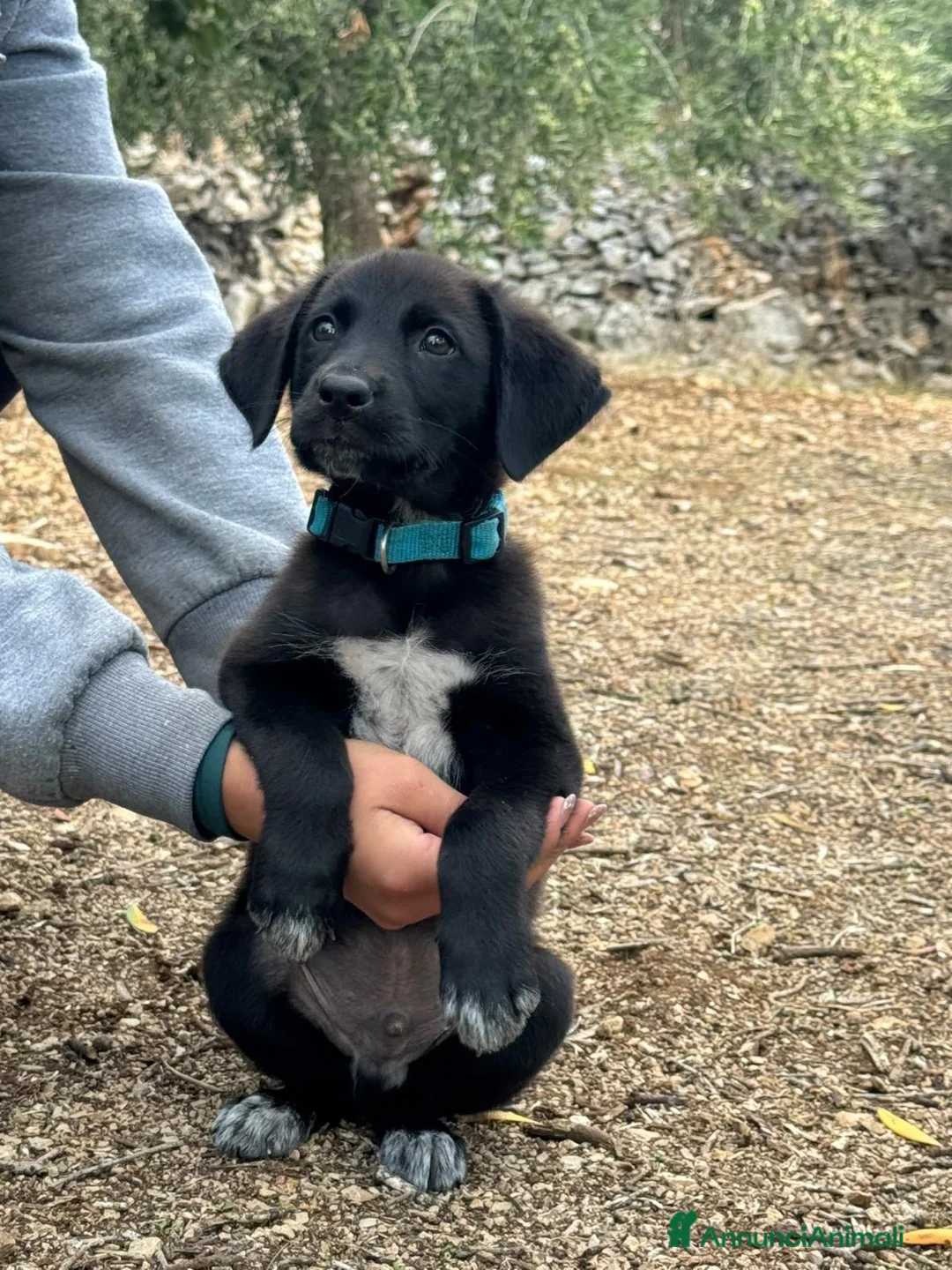 Meticcio cani in regalo: Eren meraviglioso cucciolo nero con le scarpine  - Annuncio 5