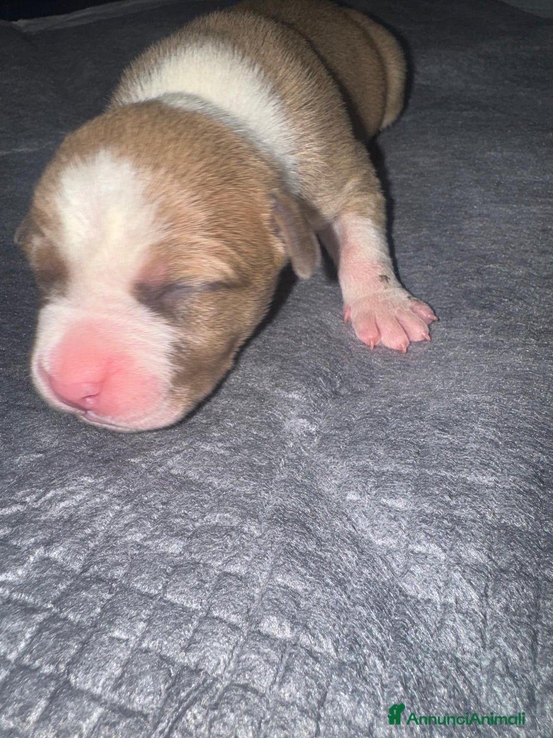 Pitbull cani in vendita: American pitbull terrier red mouse  - Annuncio 5