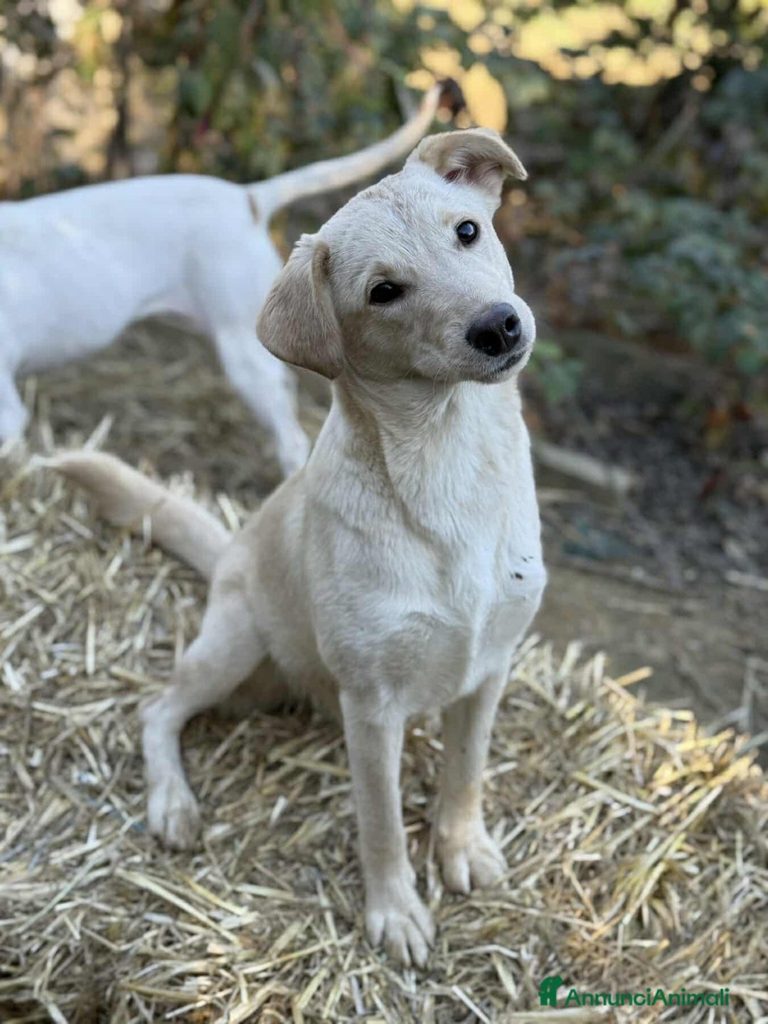 Meticcio cani in regalo: GANA, cucciola estremamente dolce! Simil Labrador - Annuncio 5