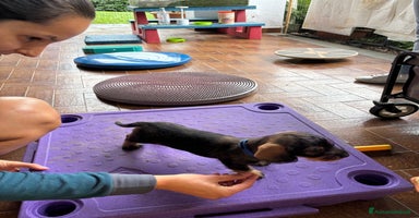 Bassotto cani a Provincia di Varese - Annuncio 7