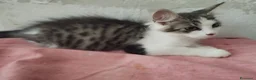 Europeo gatti in regalo: Dolce lucrezia - Annuncio 3