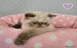 Exotic Shorthair gatti in vendita: Cucciola Exotic Shorthair  a Provincia del Verbano-Cusio-Ossola - Immagine 2