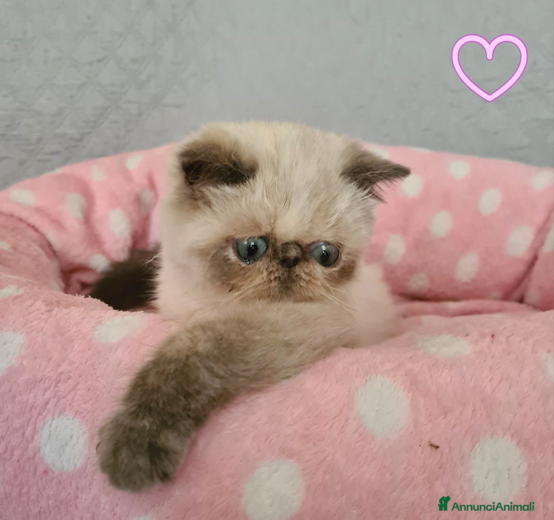 Exotic Shorthair gatti in vendita: Cucciola Exotic Shorthair  a Provincia del Verbano-Cusio-Ossola - Immagine 2
