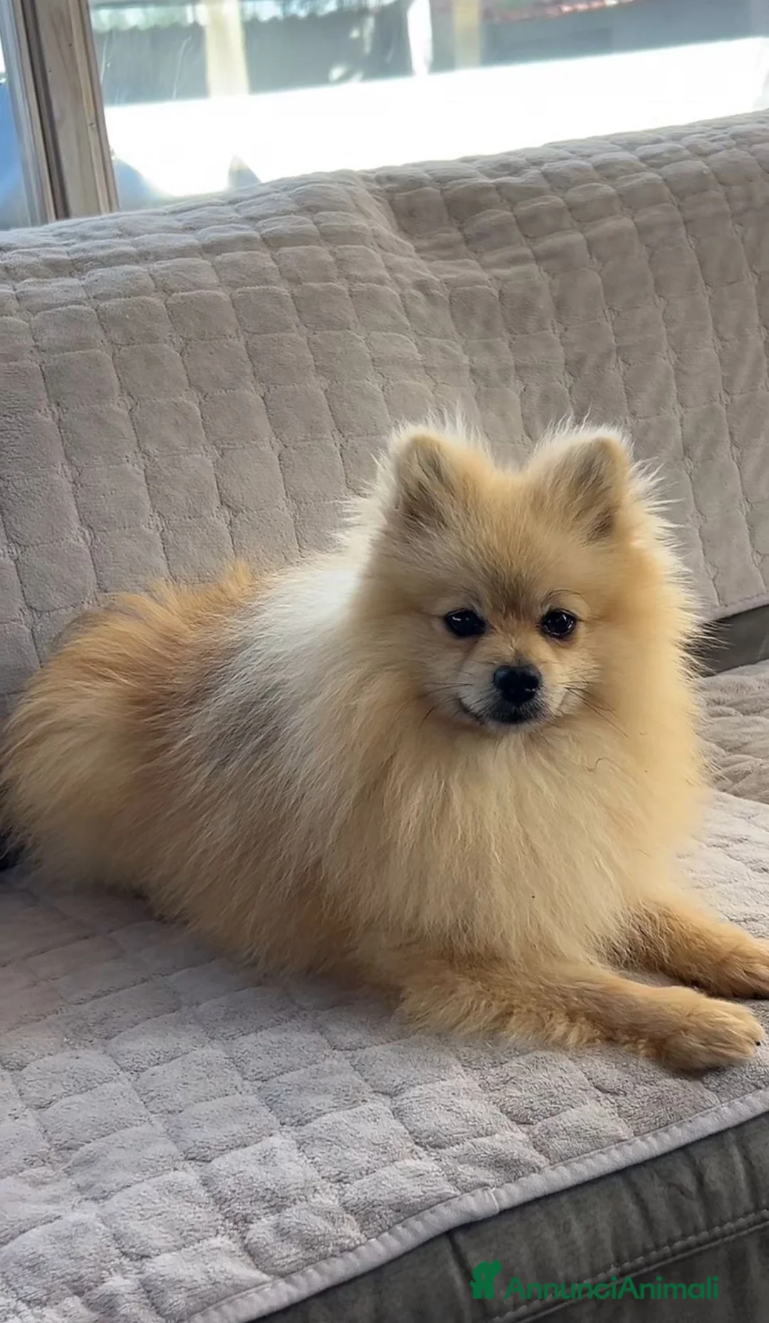 Spitz cani in vendita: Spitz tedesco nano  - Annuncio 3