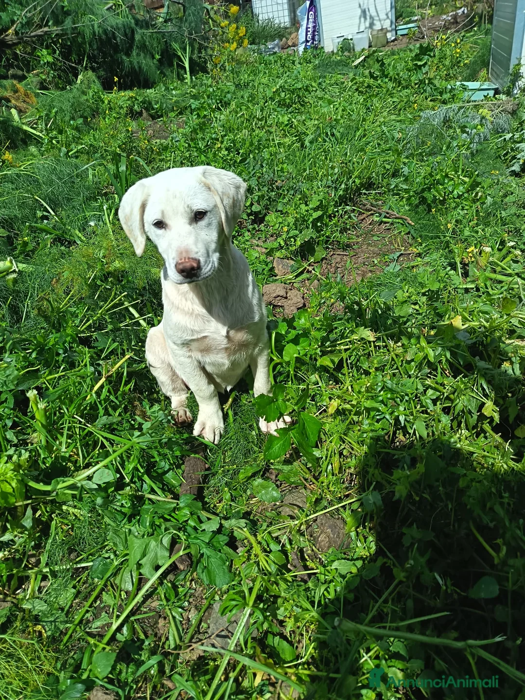 Labrador cani in regalo: Zoe, cucciola di Labrador in canile - Annuncio 1