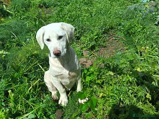 Labrador cani Zoe, cucciola di Labrador in canile - Annuncio 1