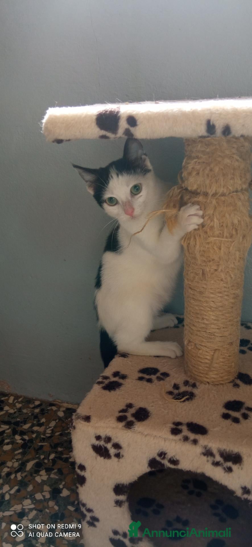 Meticcio gatti Ginevra cerca casa - Annuncio 28