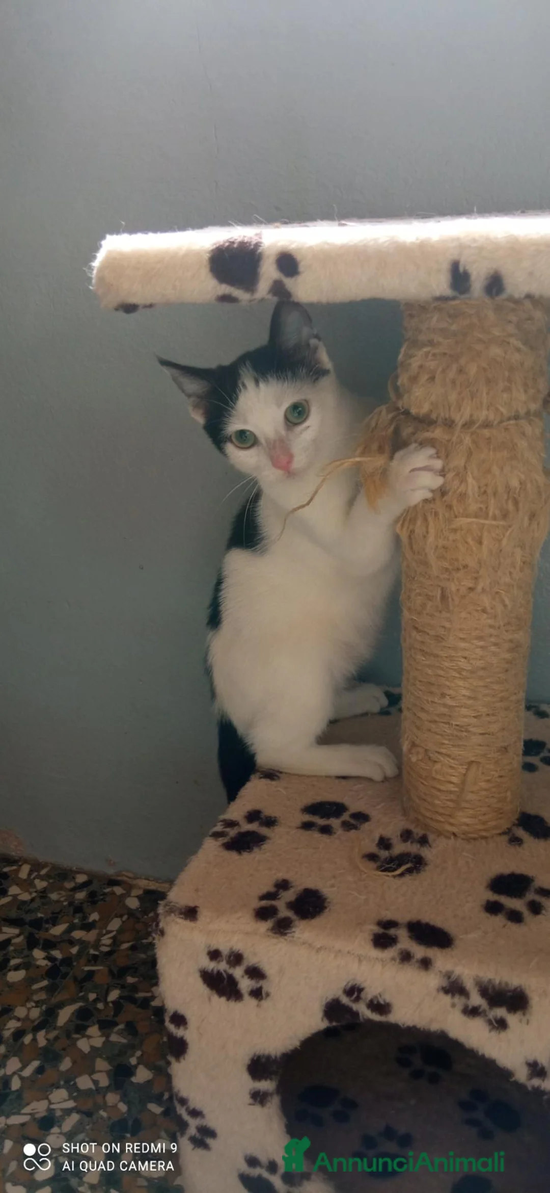 Meticcio gatti in regalo: Ginevra cerca casa - Annuncio 1