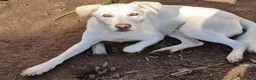Meticcio cani in regalo: 15 chili, bello, intelligente, simpatico   - Annuncio 8