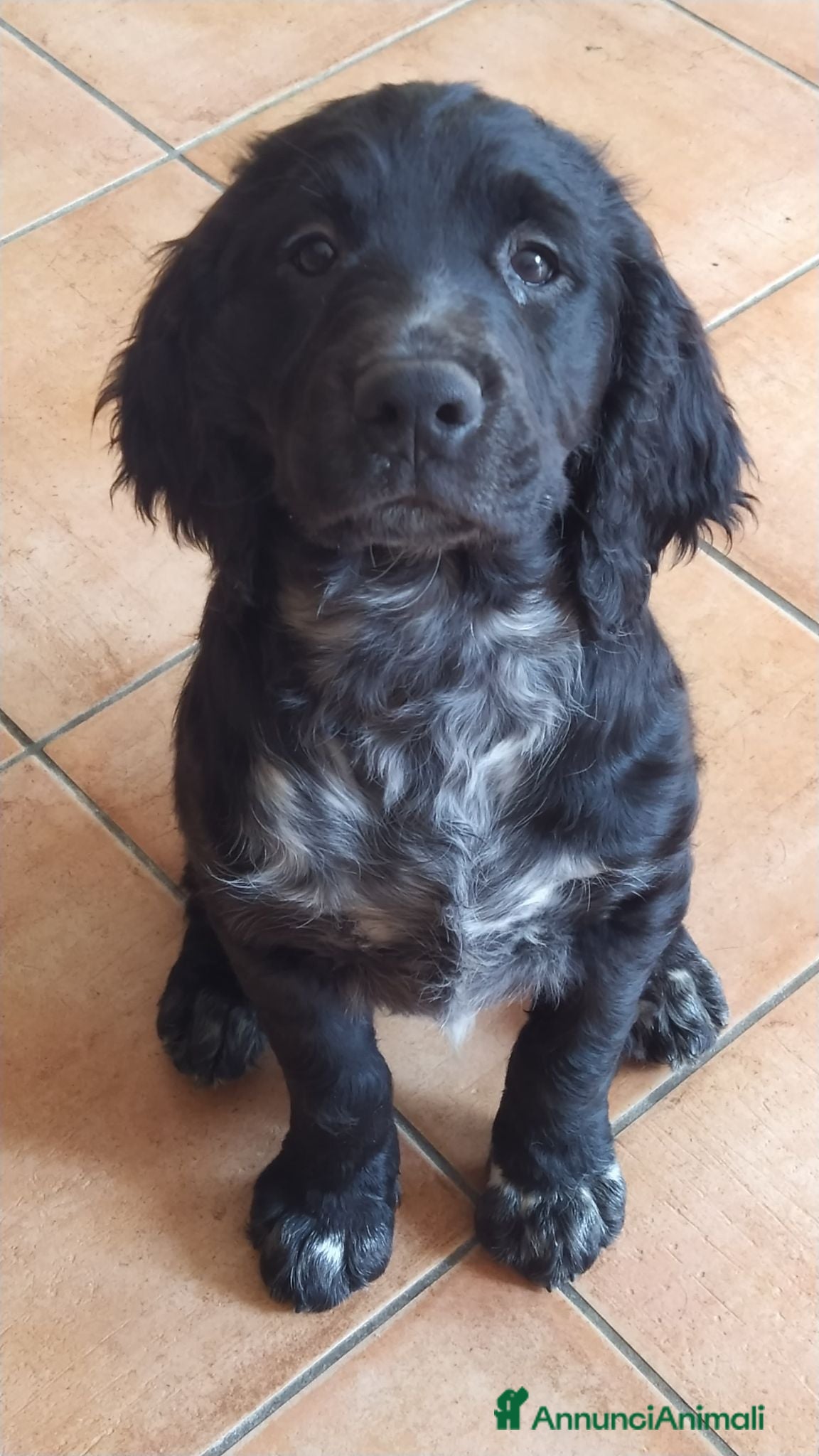 Meticcio cani Cani da cerca e riporto  - Annuncio 4
