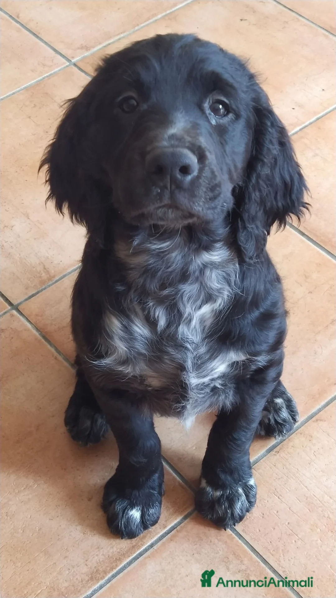 Meticcio cani in vendita: Cani da cerca e riporto  a Città metropolitana di Messina - Annuncio 1