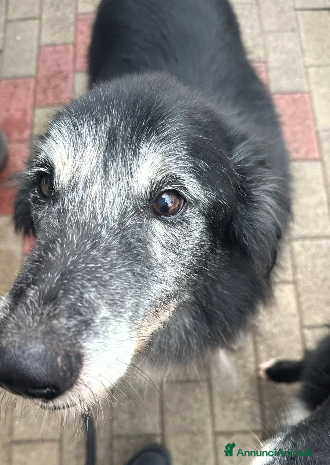 Meticcio cani in regalo: RINGO PASTORE SCOZZESE - Annuncio 3