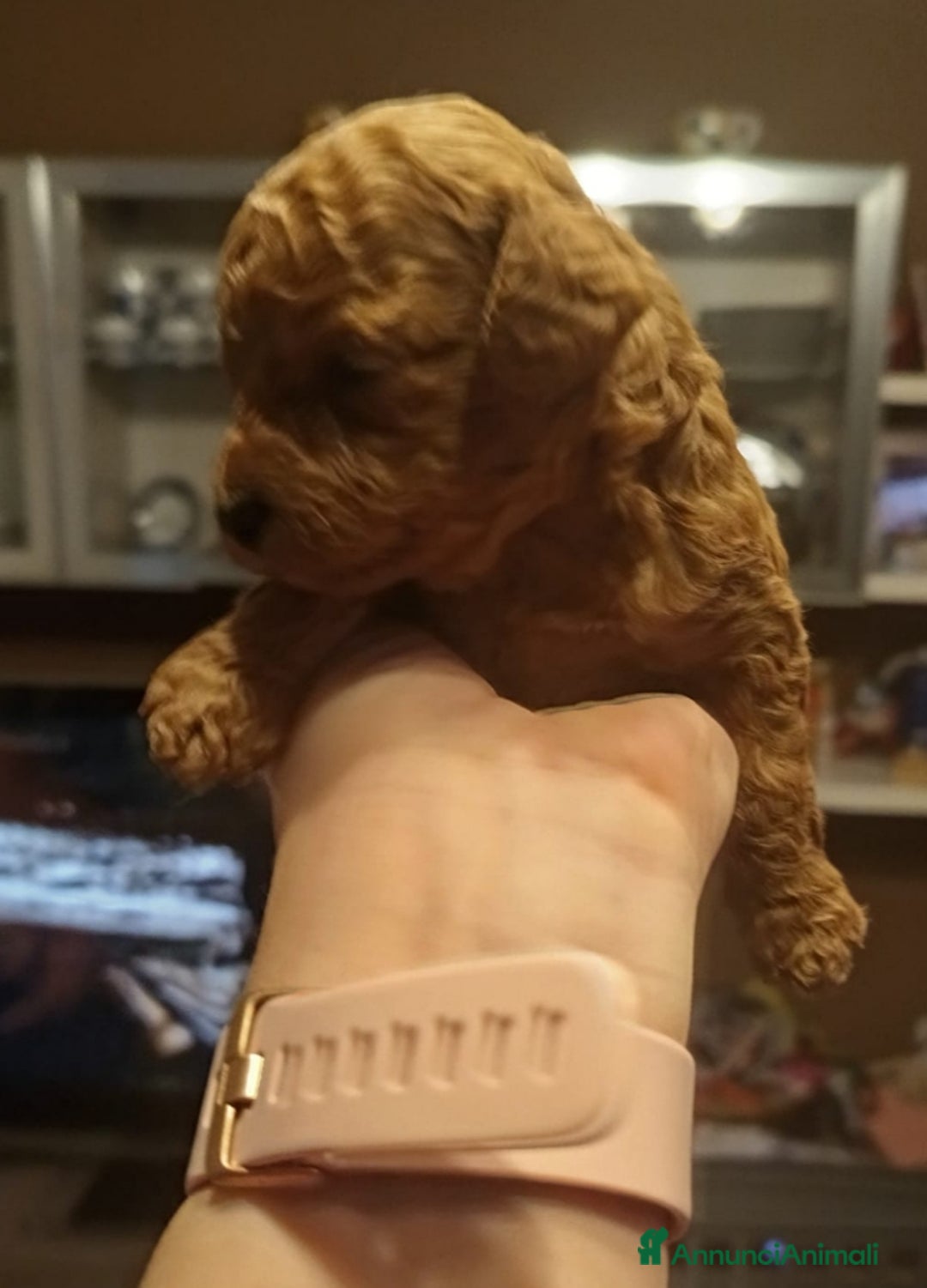 Barboncino cani in vendita: Barboncina Toy pedigree ENCI  - Annuncio 2