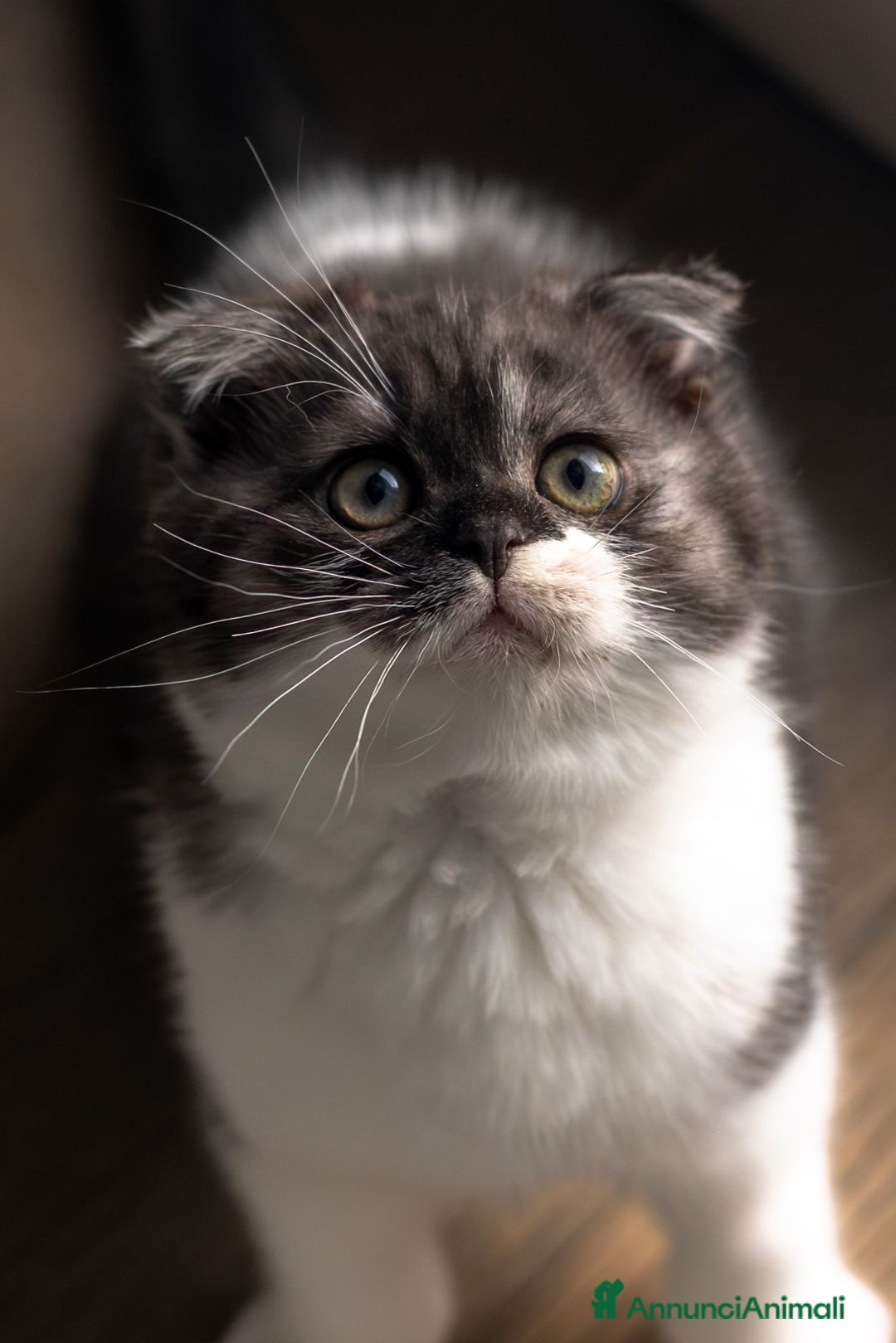 Scottish gatti in vendita: Gattini Scottish fold e straight  - Annuncio 3