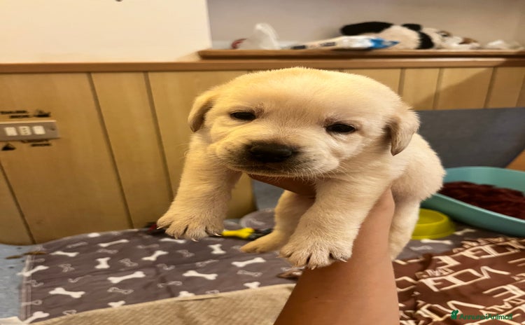 Labrador cani a Provincia di Bergamo - Annuncio 5