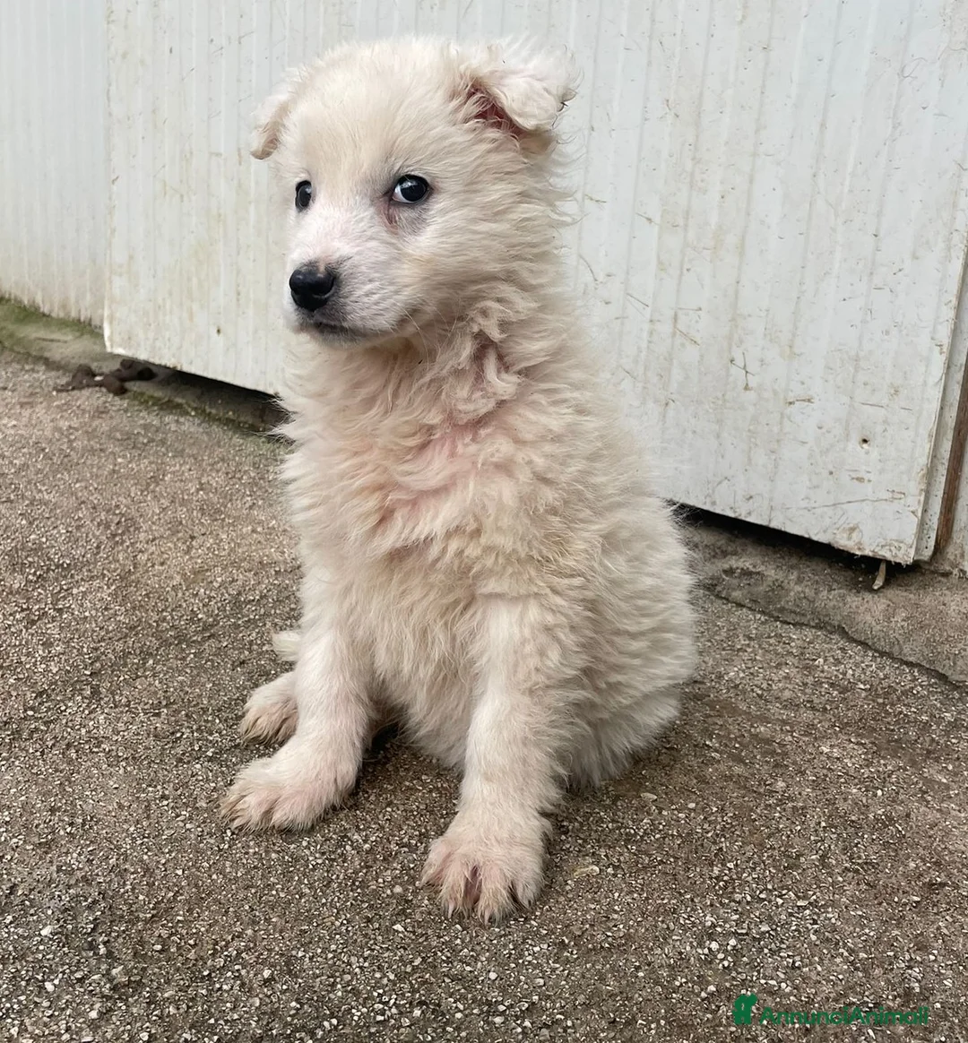 Meticcio cani in regalo: DUE DOLCI PECORELLE - Annuncio 3