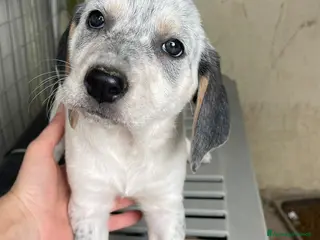 Meticcio cani LA PICCOLA SIRYA - Annuncio 19