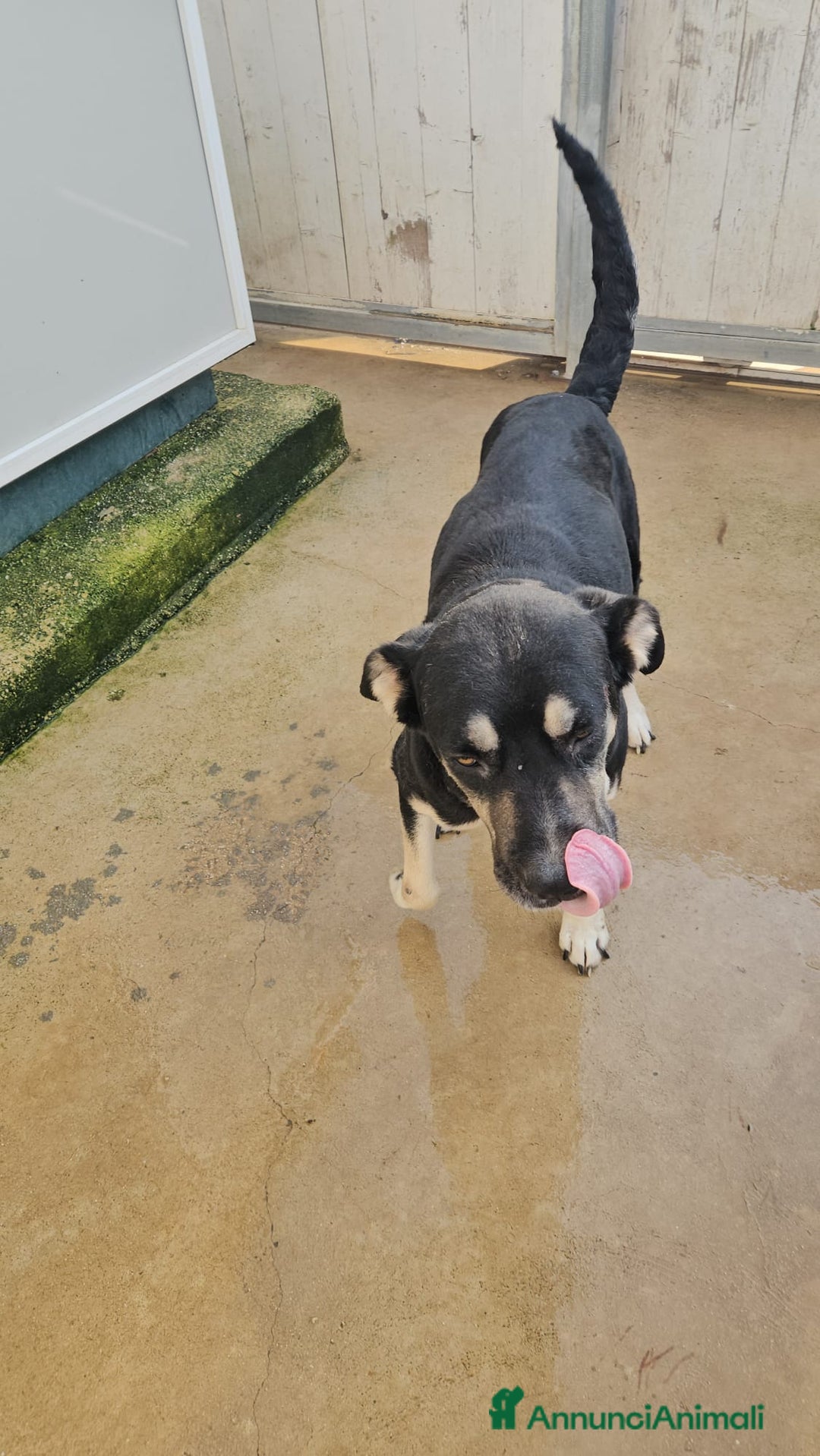 Meticcio cani in regalo: Fabrizia: taglia grande, dolce ed equilibrata  - Annuncio 12