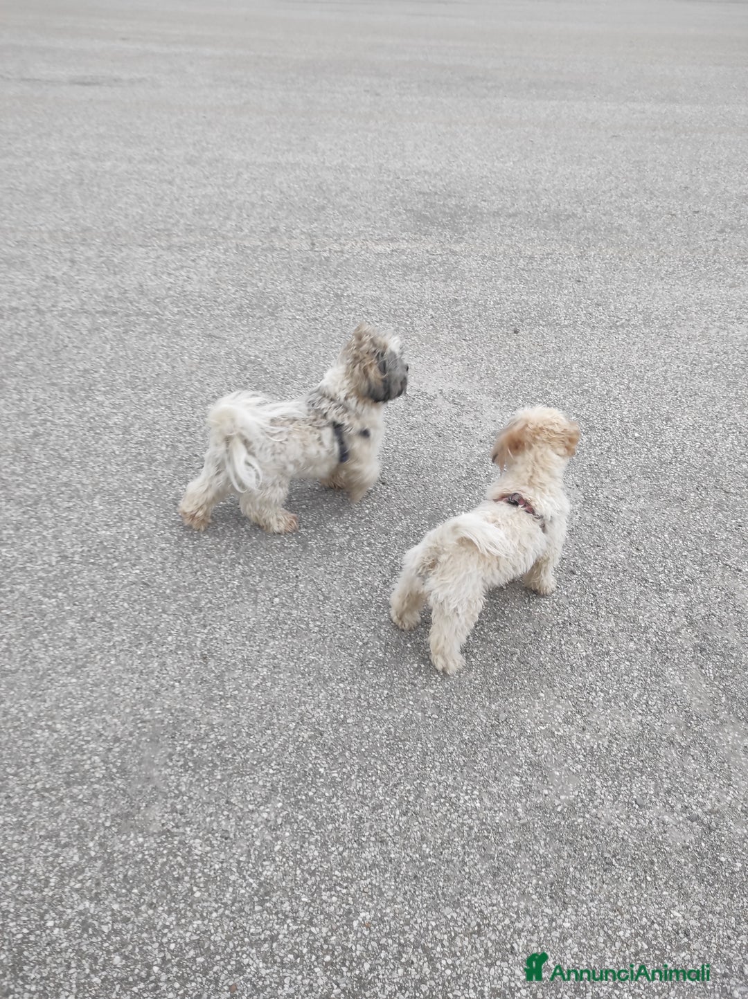 Shih Tzu cani in vendita: Coppia di Shitzu di un anno e mezzo  - Annuncio 2