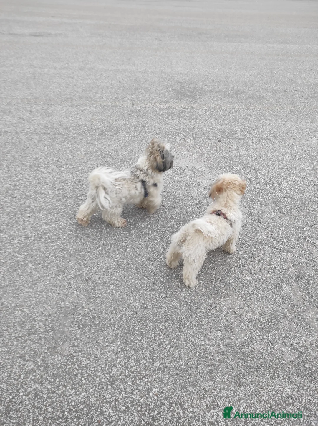 Shih Tzu cani in vendita: Coppia di Shitzu di un anno e mezzo  - Annuncio 2