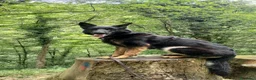 Pastore Tedesco cani in vendita: Pastore Tedesco da Lavoro Femmina - Annuncio 5