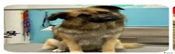 Meticcio cani in regalo: Tohby - Annuncio 2