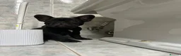 Bulldog Francese cani in vendita: bulldog francese nero tigrato  - Annuncio 7