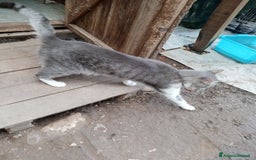 Europeo gatti in regalo: Fiocco d'argento - Immagine 7