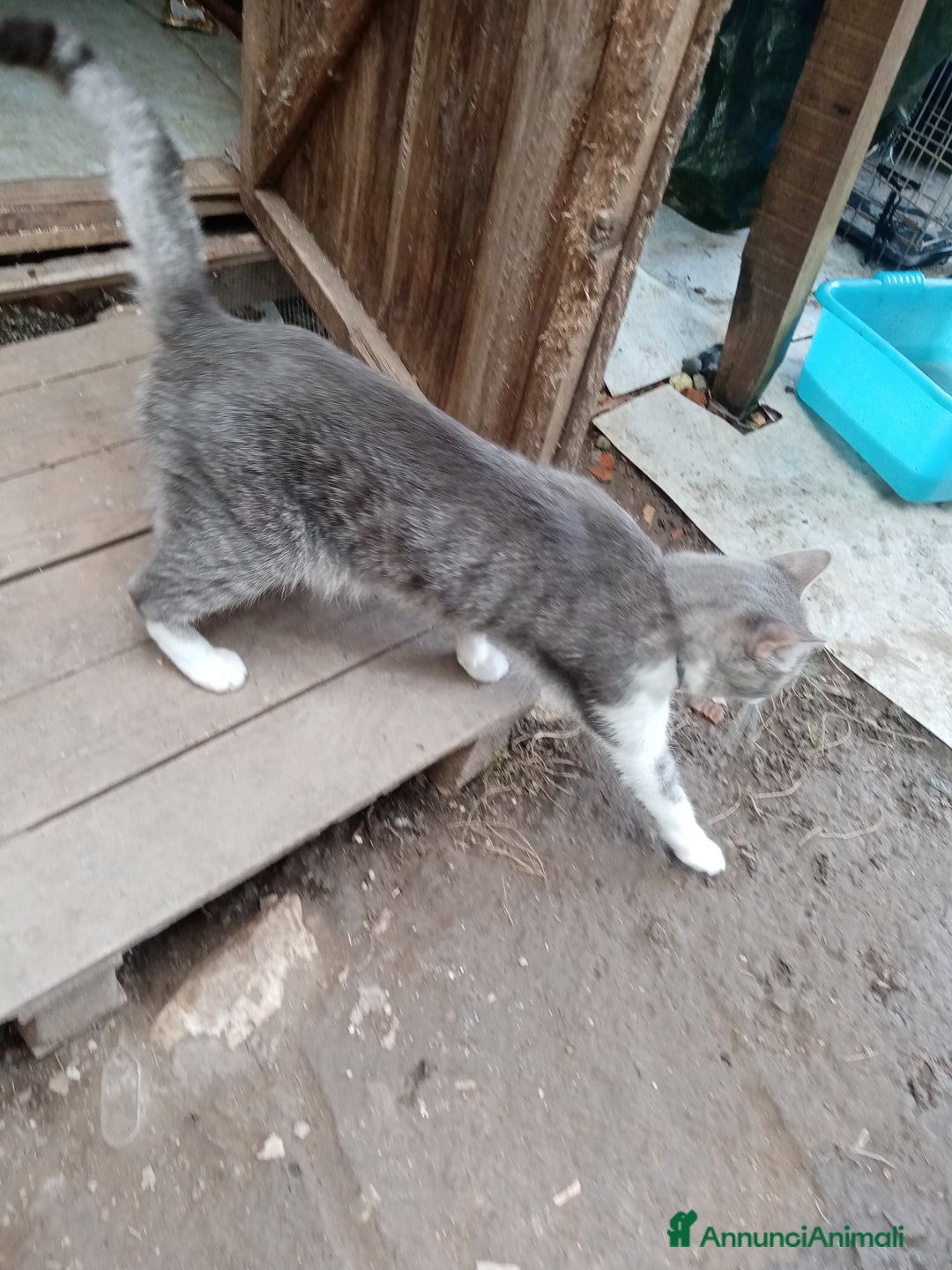 Europeo gatti in regalo: Fiocco d'argento - Annuncio 7