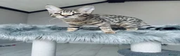 Savannah gatti in vendita: Splendidi cuccioli di gatto Savannah – 4 mesi  - Annuncio 19