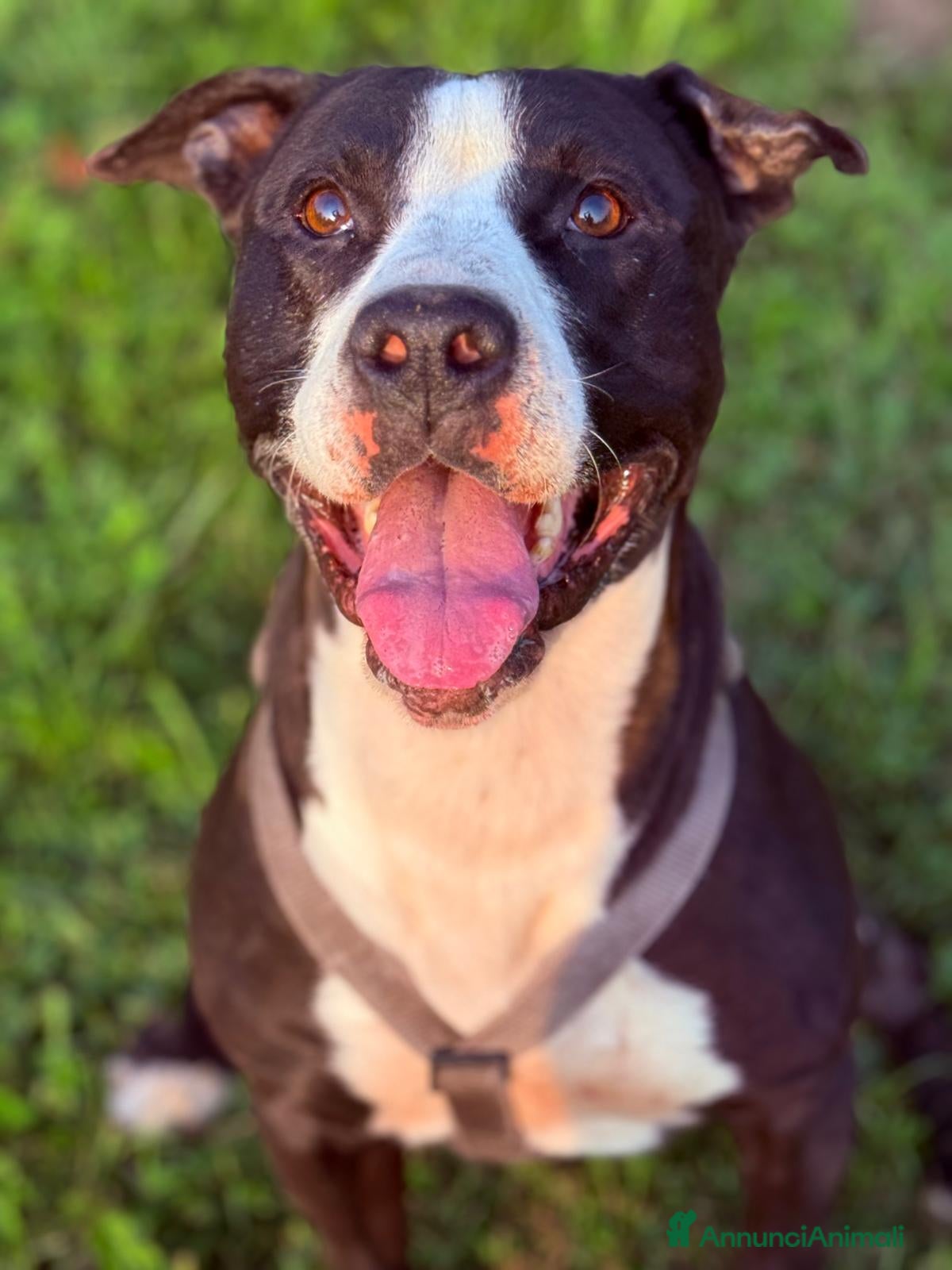 Altre razze cani Pit il giocherellone! - Annuncio 42