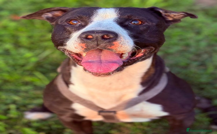 Altre razze cani - Annuncio 11