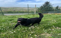 Meticcio cani in regalo: OBELIX 3anni allegro affettuoso! tg piccola a Città Metropolitana di Firenze - Immagine 2