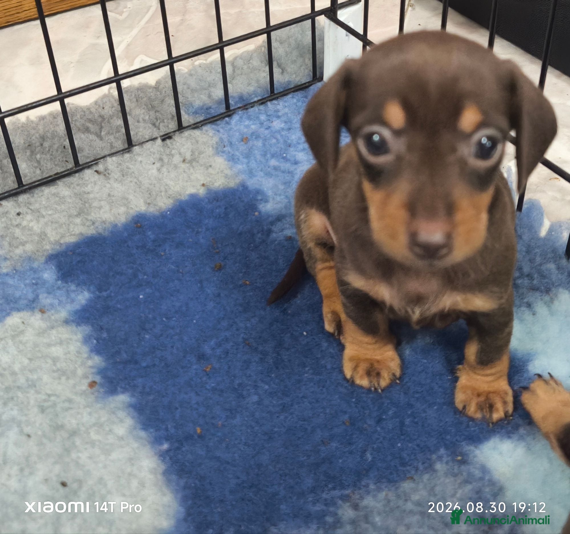 Bassotto cani Bassotto tedesco femmina kaninchen  - Annuncio 1