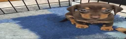 Bassotto cani in vendita: Bassotto tedesco femmina kaninchen  - Annuncio 1