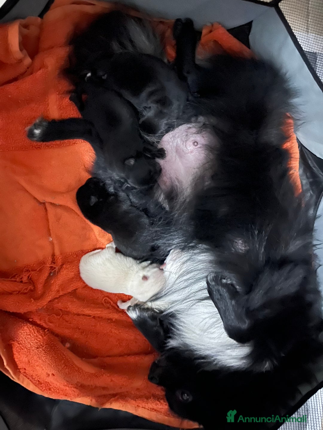 Volpino Pomerania cani in vendita: Volpino di Pomerania  - Immagine 5