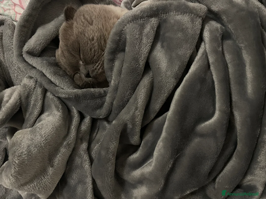 Scottish gatti per accoppiamento: Cerco gatta scottish strainght/ british - Annuncio 5