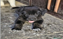 Altre razze cani in regalo: michelle e stellina a Provincia di Bergamo - Immagine 6