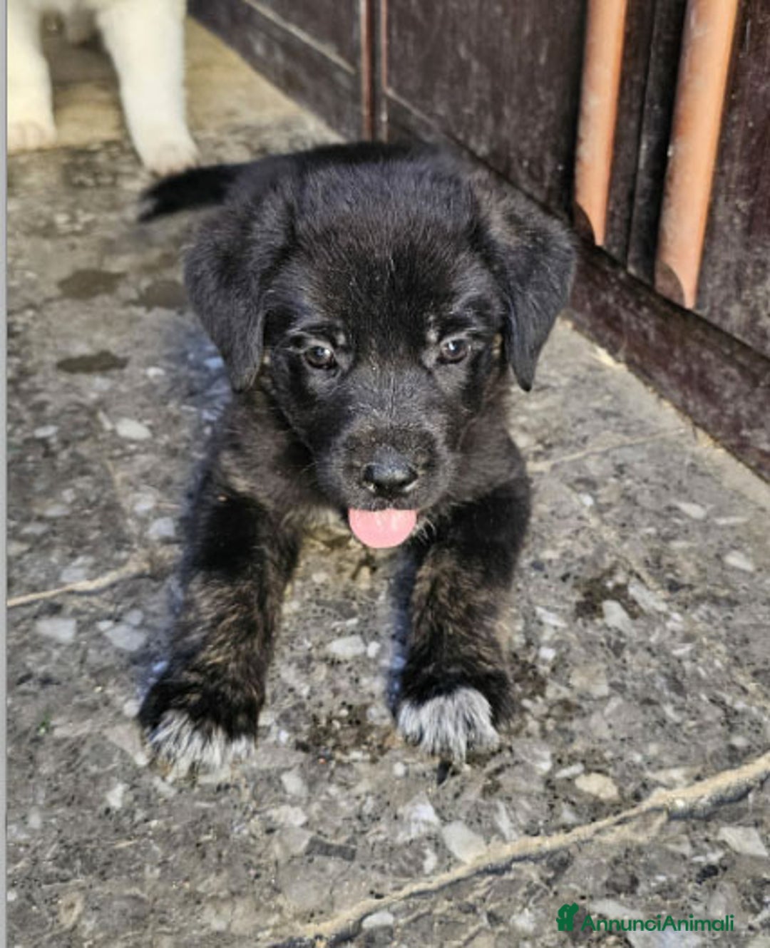 Altre razze cani in regalo: michelle e stellina a Provincia di Bergamo - Immagine 6