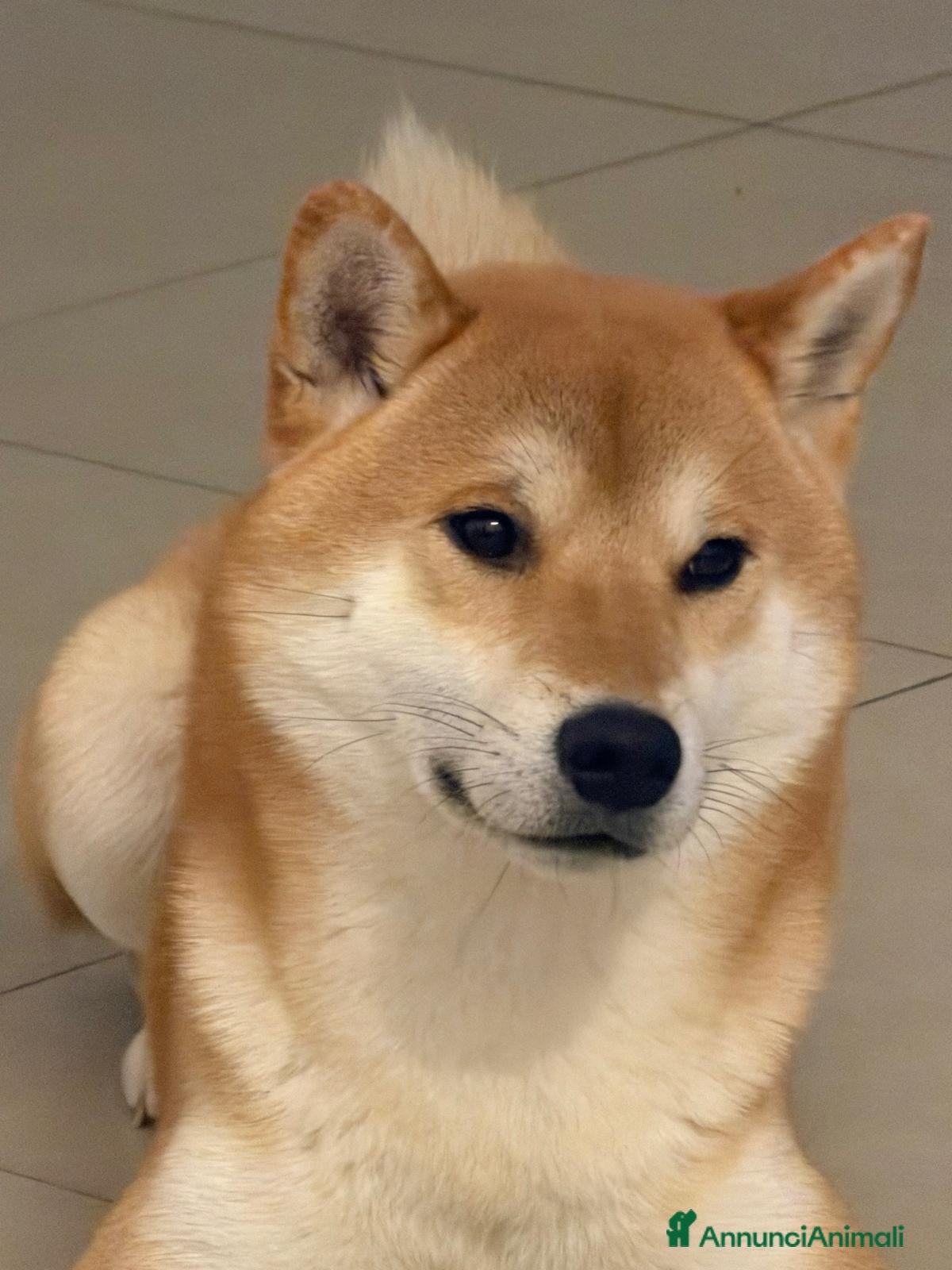 Shiba Inu cani CERCO FEMMINUCCIA SHIBA INU PER ACCOPPIAMENTO - Annuncio 1