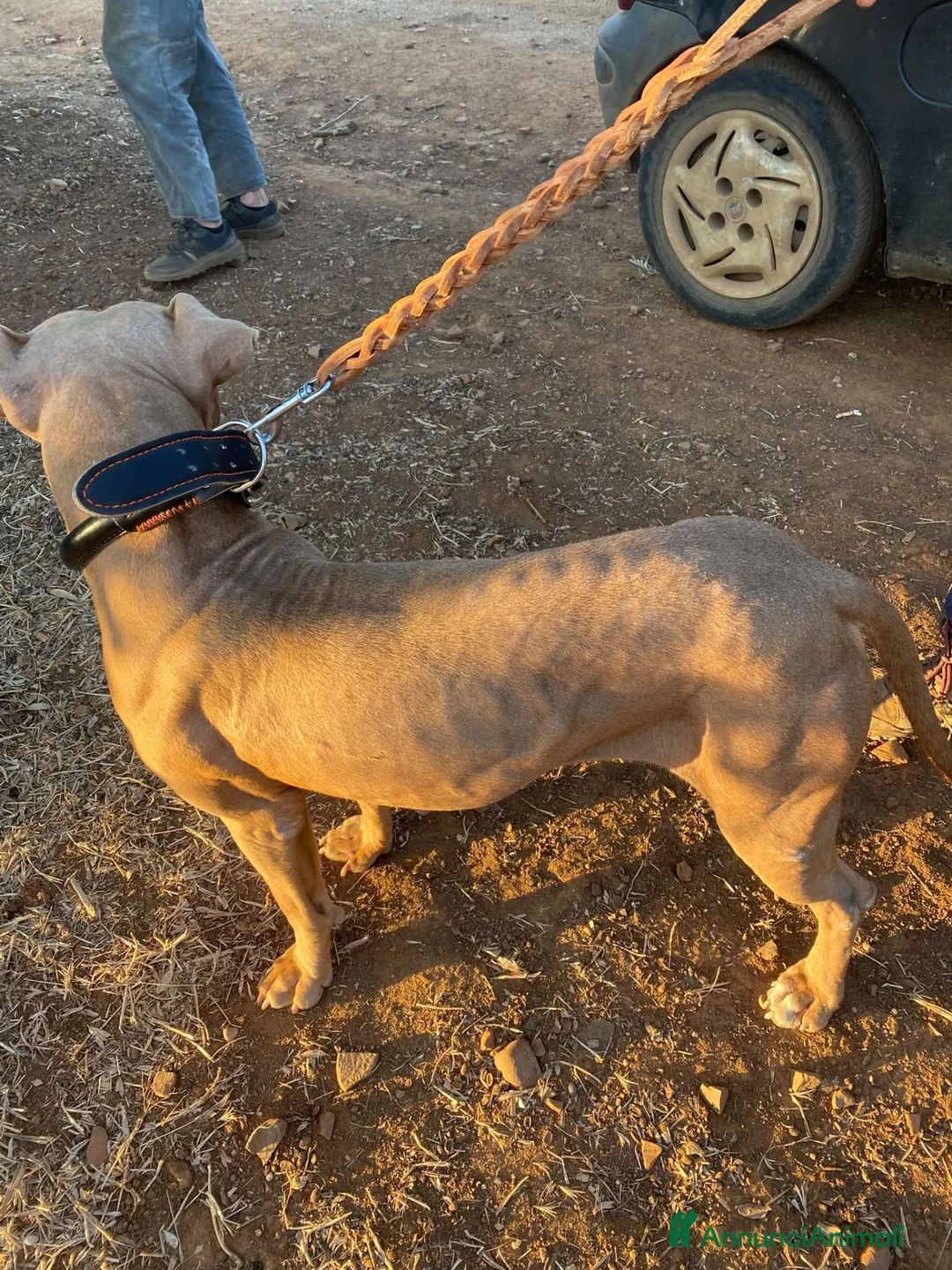 Pitbull cani in regalo: Pitbull Red Nose femmina 2/3anni salvata COSENZA - Annuncio 2