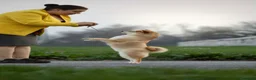 Shiba Inu cani in vendita: Shiba inu - Annuncio 12