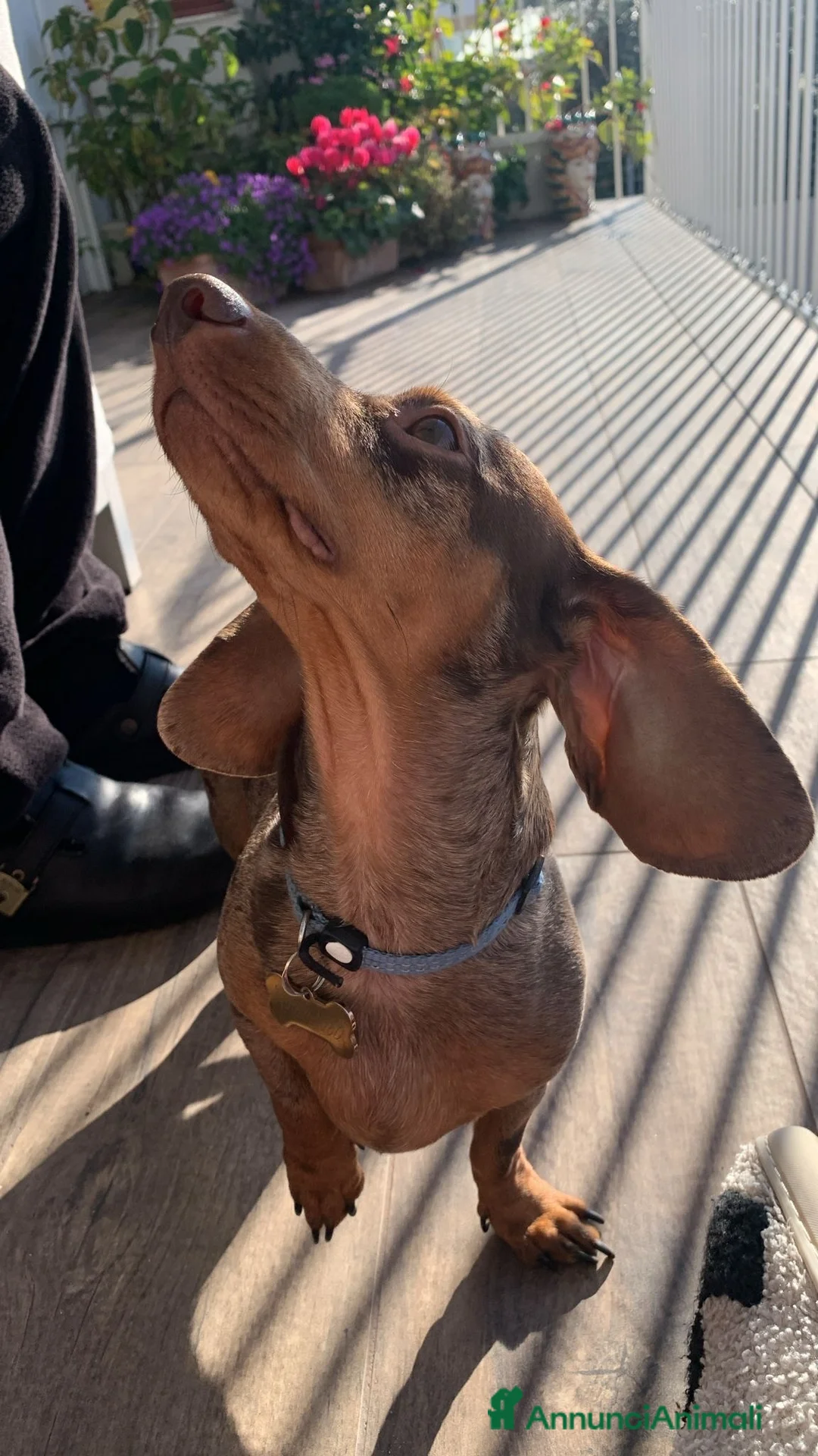 Bassotto cani per accoppiamento: Bassotto maschio cerca femmina per accoppiamento - Annuncio 2